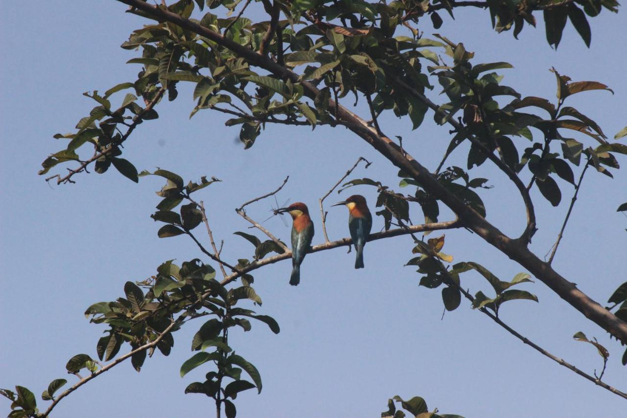 Forest Tree Top Holiday Resort Buttala Luaran gambar